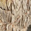 Grafsteen versteend hout 46047