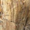 Grafsteen versteend hout 46047