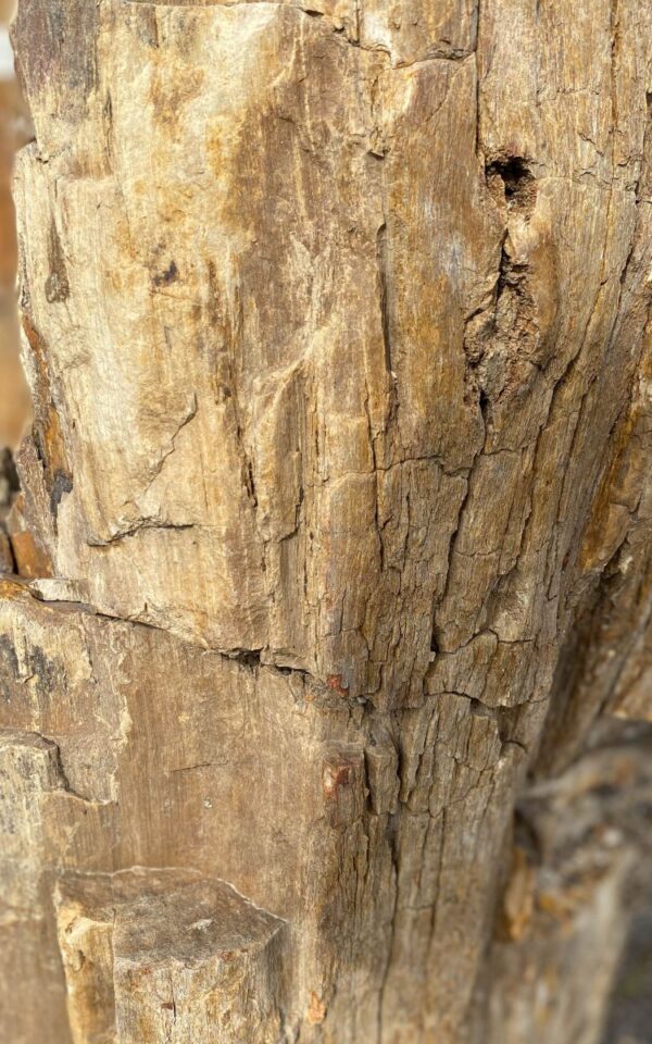 Grafsteen versteend hout 46047