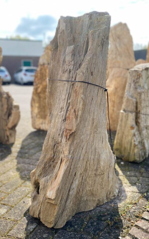 Grafsteen versteend hout 46048