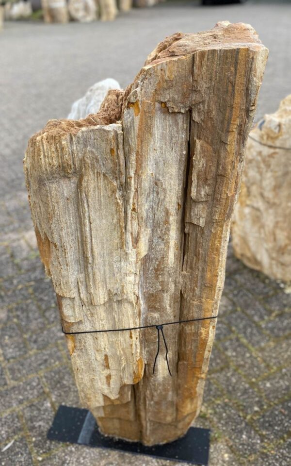 Grafsteen versteend hout 46049