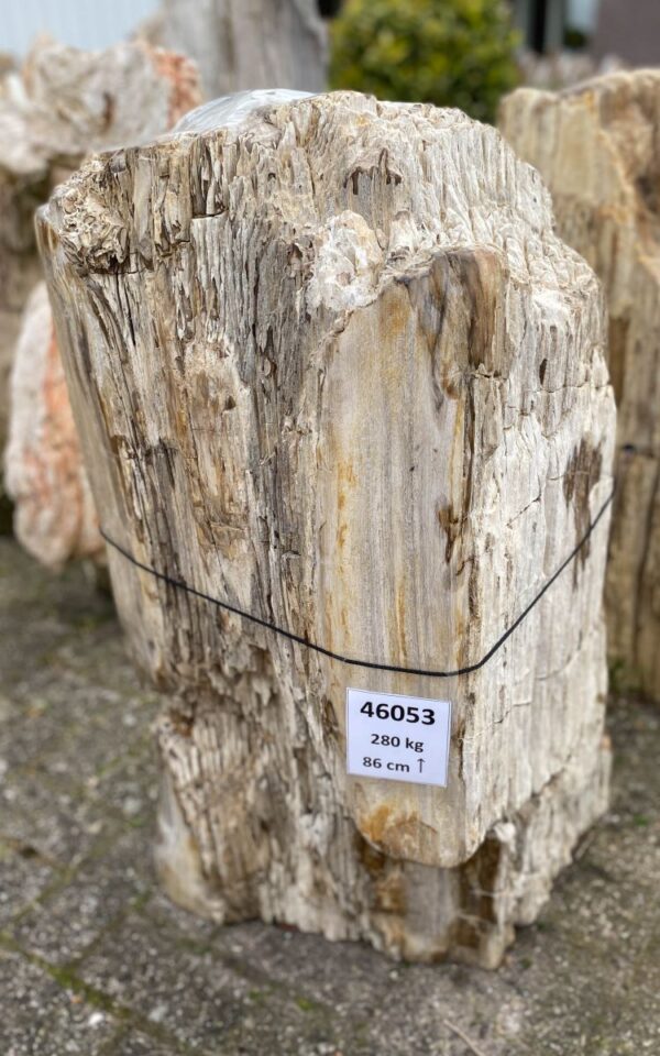 Grafsteen versteend hout 46053