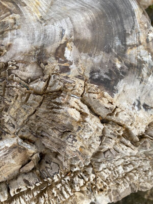 Grafsteen versteend hout 46053