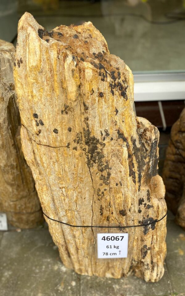 Grafsteen versteend hout 46067