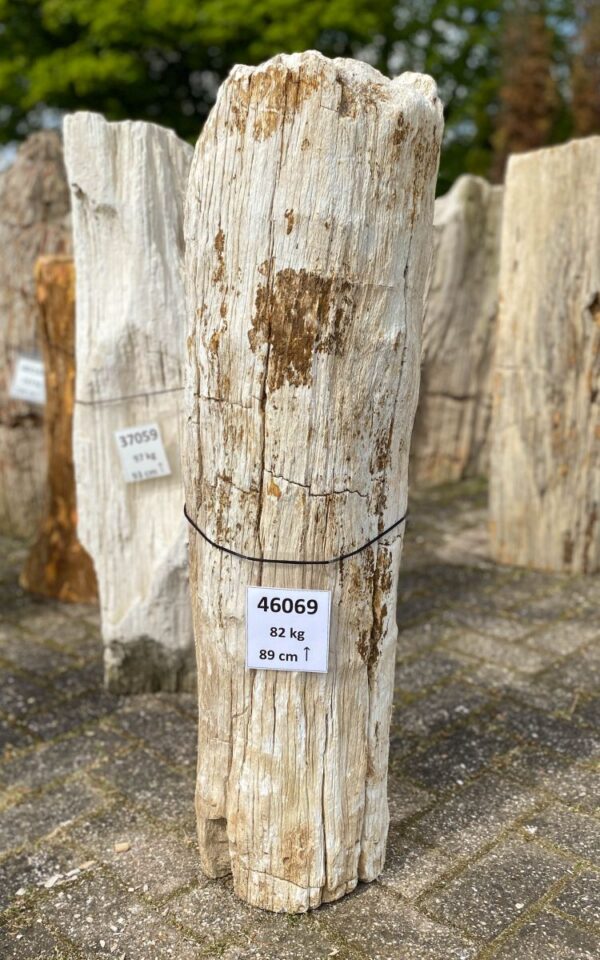 Grafsteen versteend hout 46069