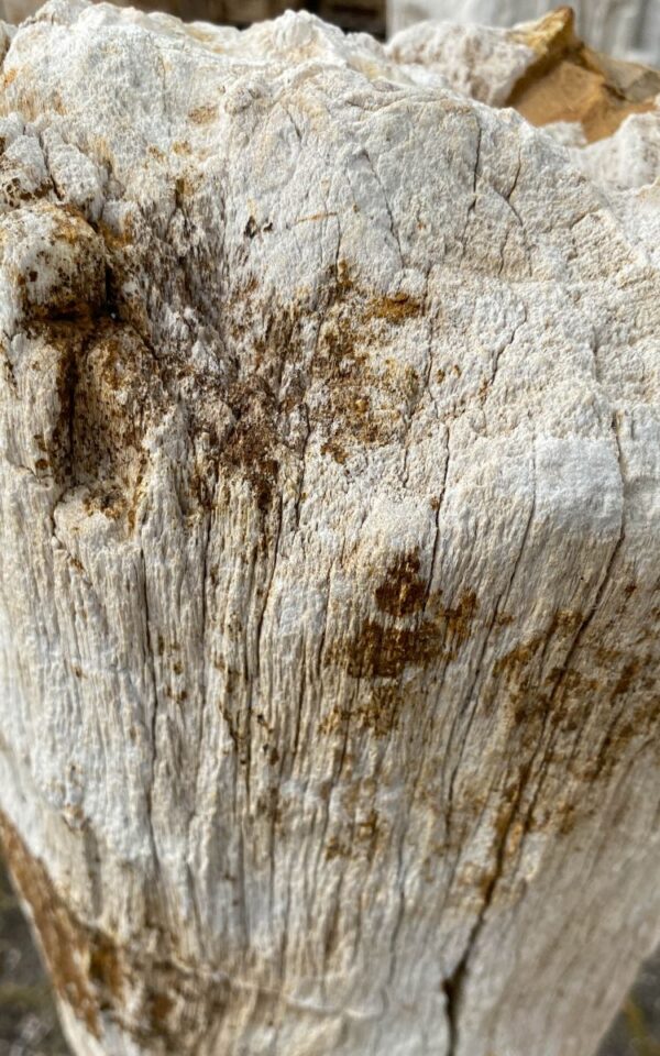 Grafsteen versteend hout 46069