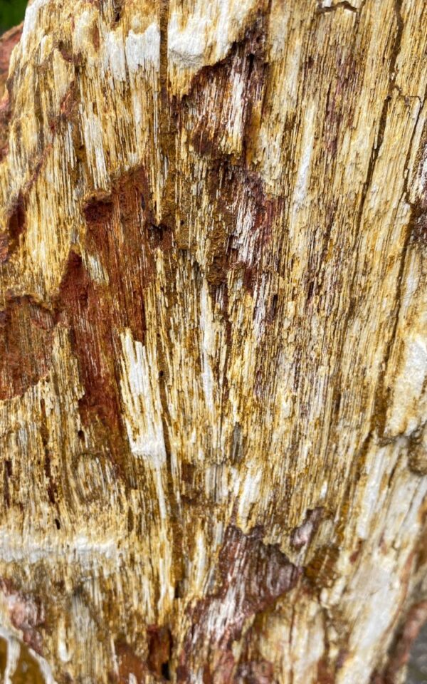 Grafsteen versteend hout 46071