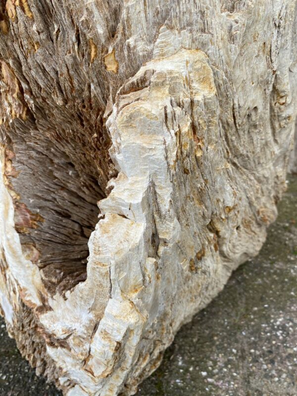 Grafsteen versteend hout 46078