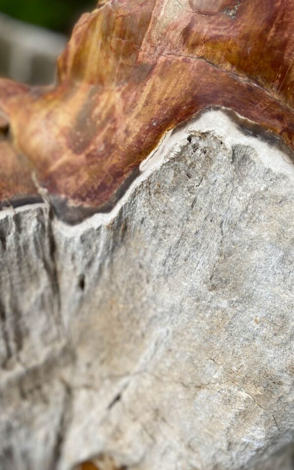 Grafsteen versteend hout 46082
