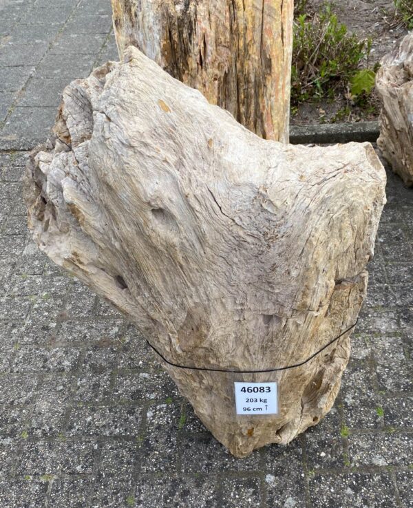 Grafsteen versteend hout 46083