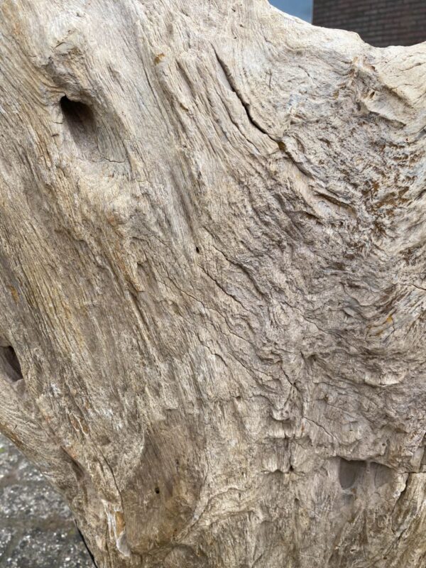 Grafsteen versteend hout 46083