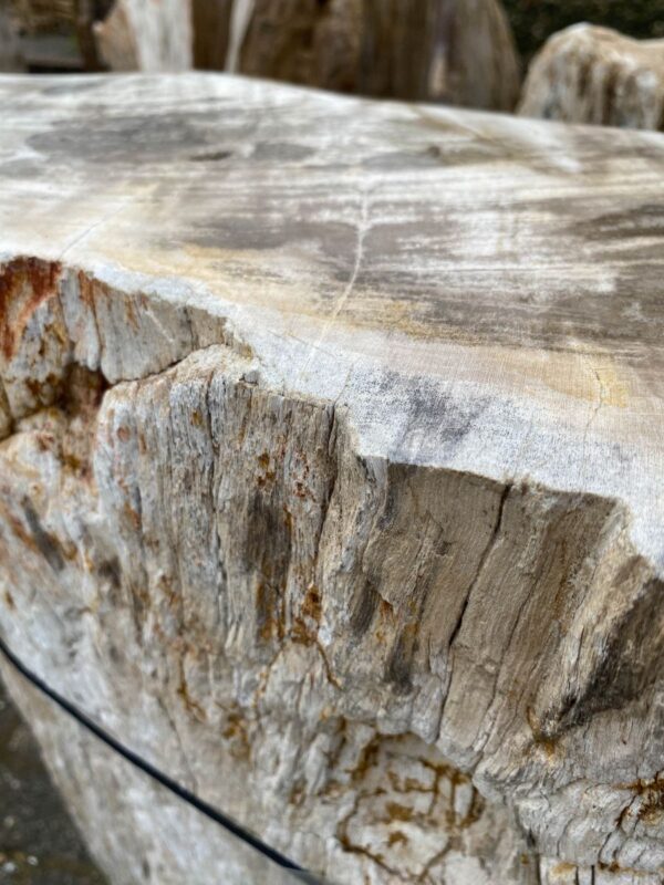Grafsteen versteend hout 46085