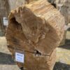 Grafsteen versteend hout 46112