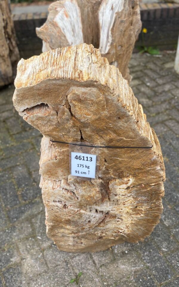 Grafsteen versteend hout 46113