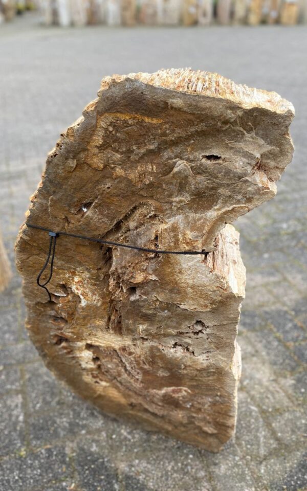 Grafsteen versteend hout 46113
