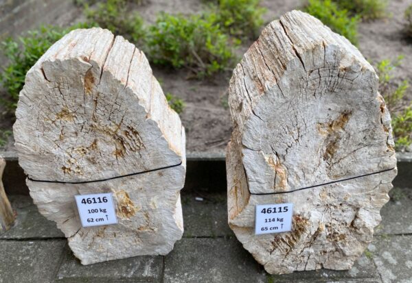 Grafsteen versteend hout 46115