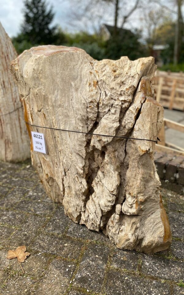 Grafsteen versteend hout 46121
