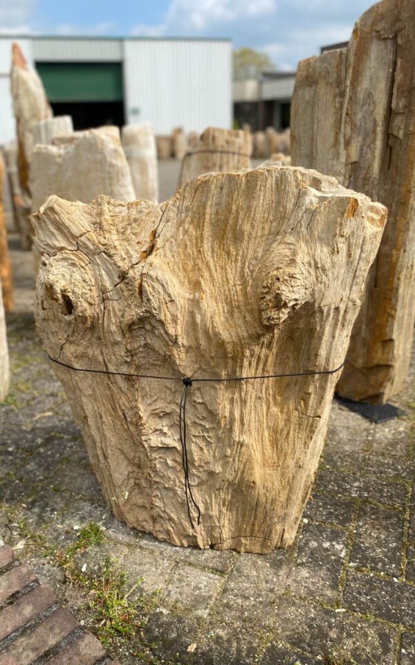 Grafsteen versteend hout 46121