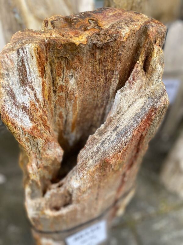 Grafsteen versteend hout 46129