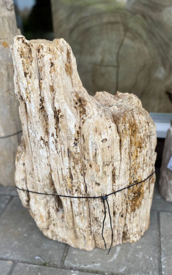 Grafsteen versteend hout 46135