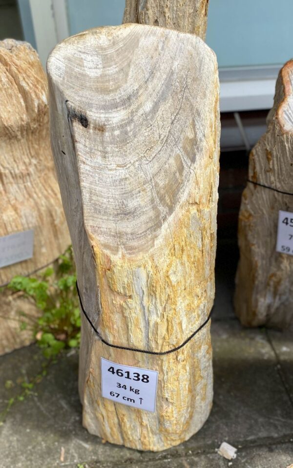 Grafsteen versteend hout 46138