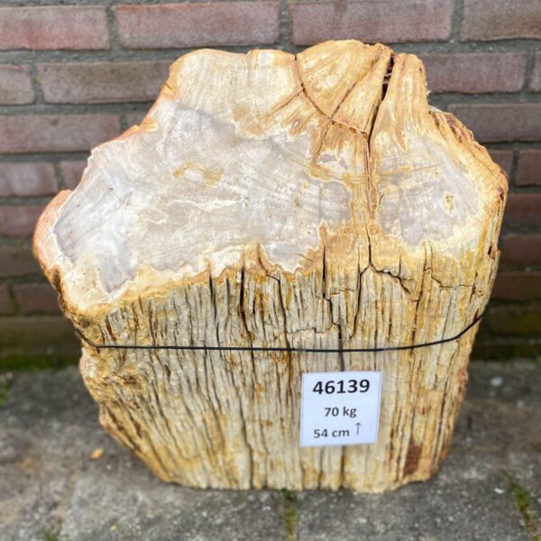 Grafsteen versteend hout 46139
