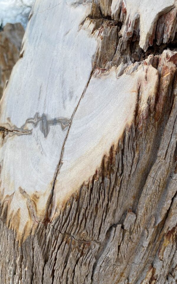 Grafsteen versteend hout 46140