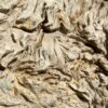 Grafsteen versteend hout 46142