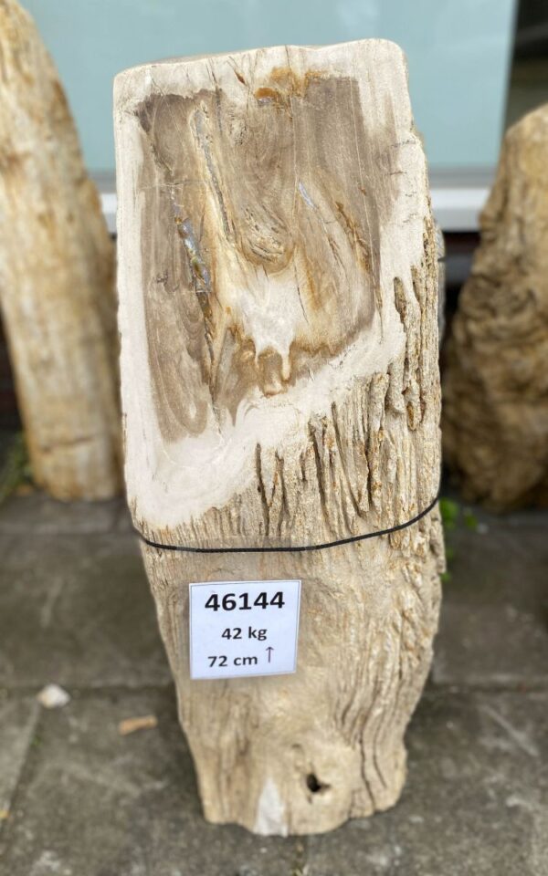 Grafsteen versteend hout 46144