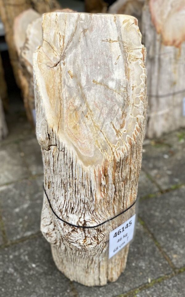 Grafsteen versteend hout 46145