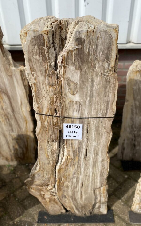 Grafsteen versteend hout 46150