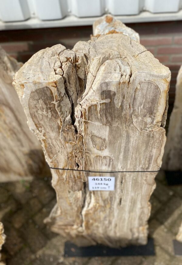 Grafsteen versteend hout 46150