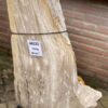 Grafsteen versteend hout 46152
