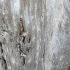 Grafsteen versteend hout 46152