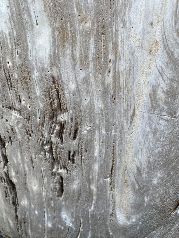 Grafsteen versteend hout 46152
