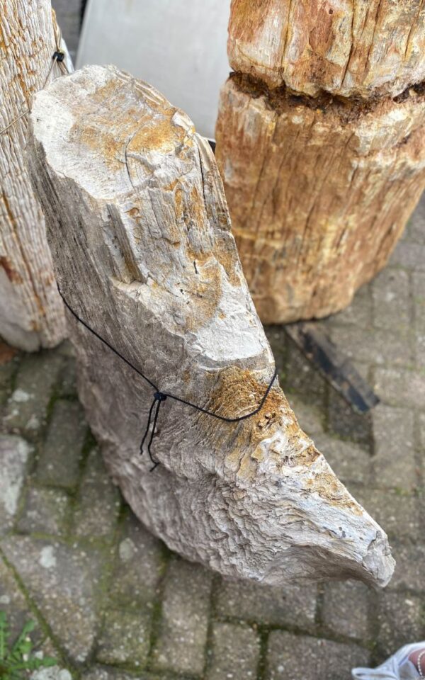 Grafsteen versteend hout 46153