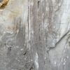 Grafsteen versteend hout 46153