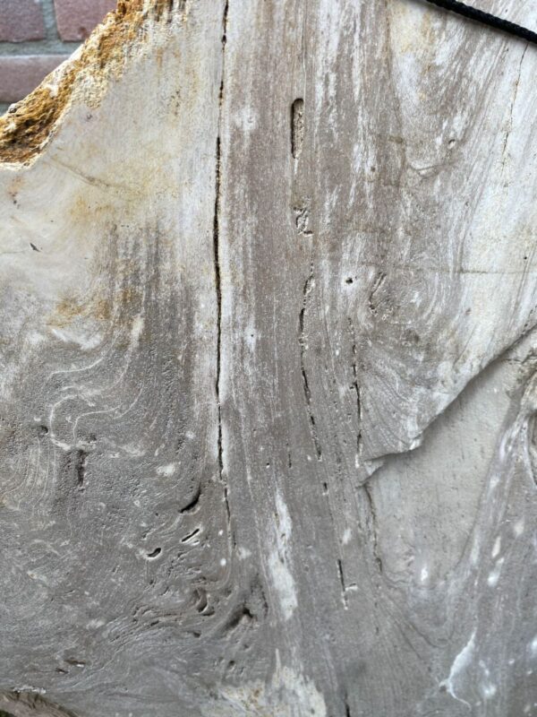 Grafsteen versteend hout 46153