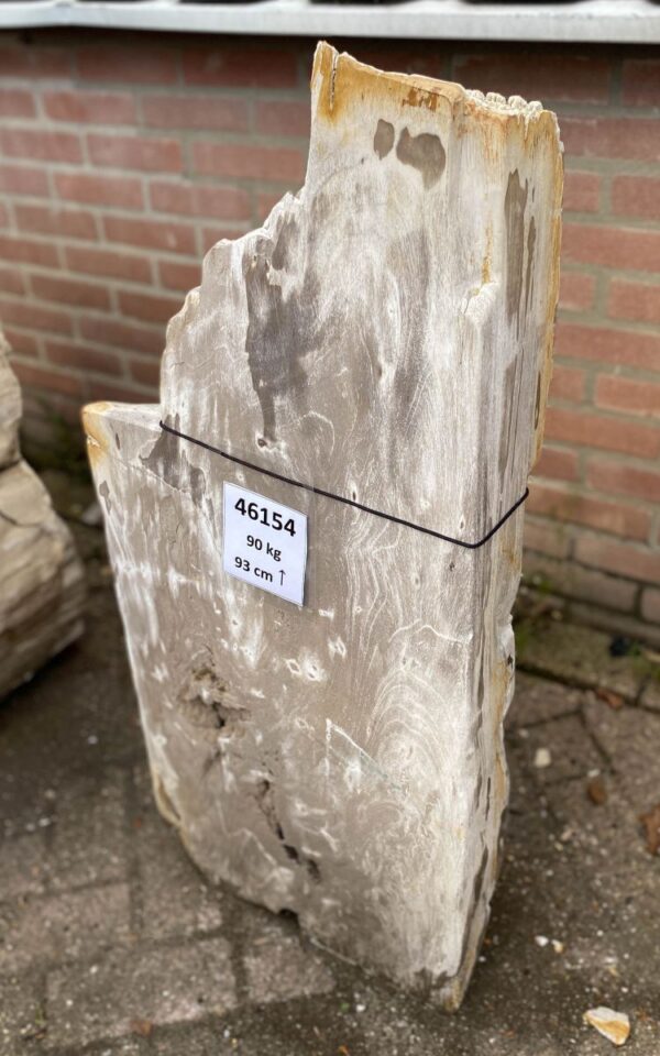 Grafsteen versteend hout 46154