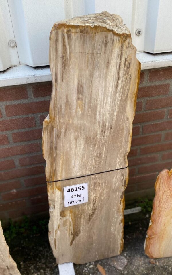 Grafsteen versteend hout 46155