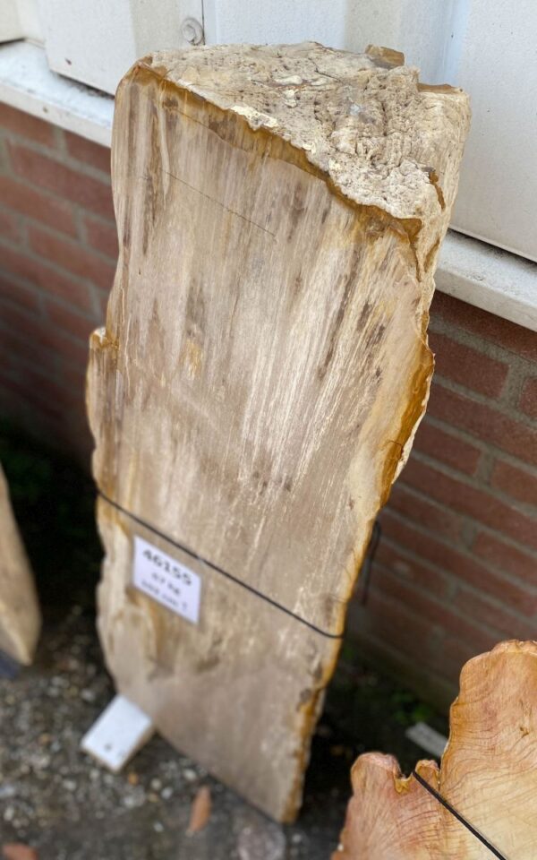 Grafsteen versteend hout 46155
