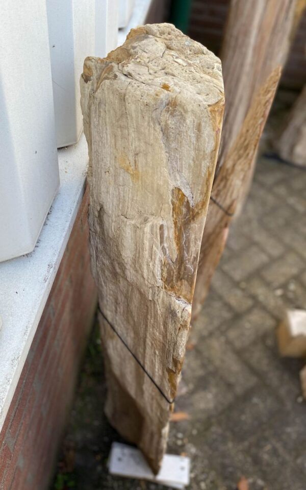 Grafsteen versteend hout 46155