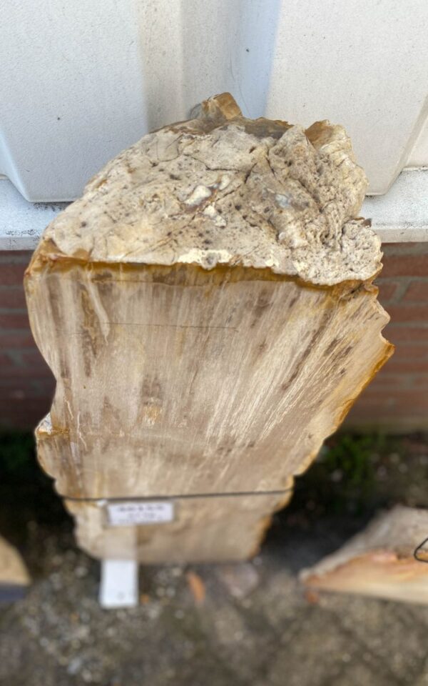 Grafsteen versteend hout 46155