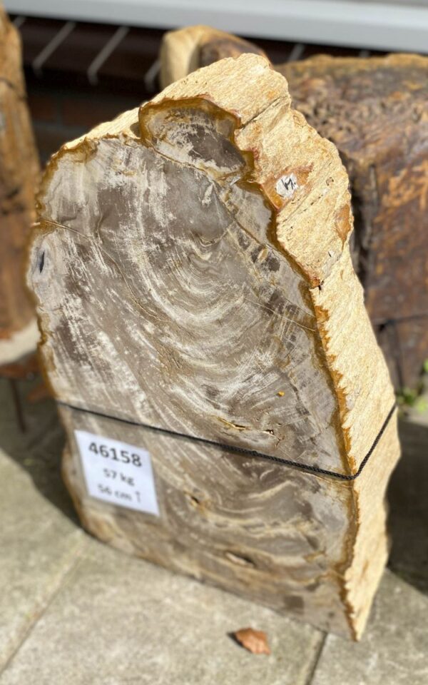 Grafsteen versteend hout 46158