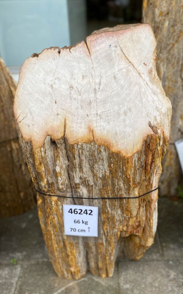 Grafsteen versteend hout 46242