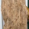 Grafsteen versteend hout 46243