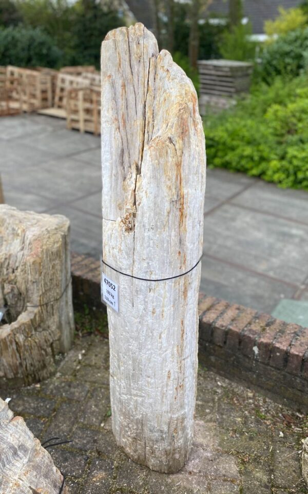 Grafsteen versteend hout 47052