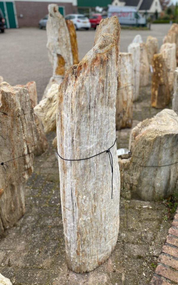 Grafsteen versteend hout 47052