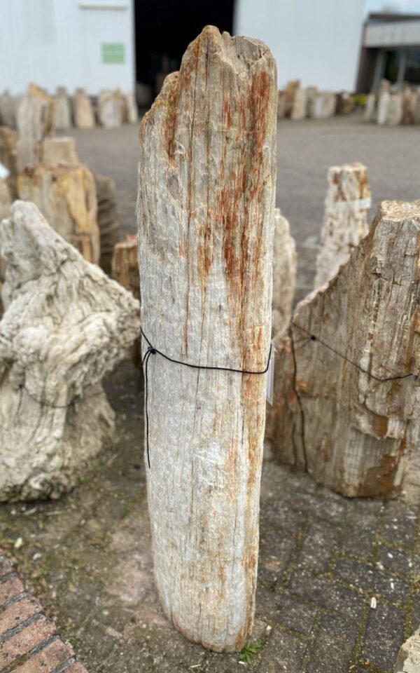 Grafsteen versteend hout 47052