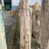 Grafsteen versteend hout 47057
